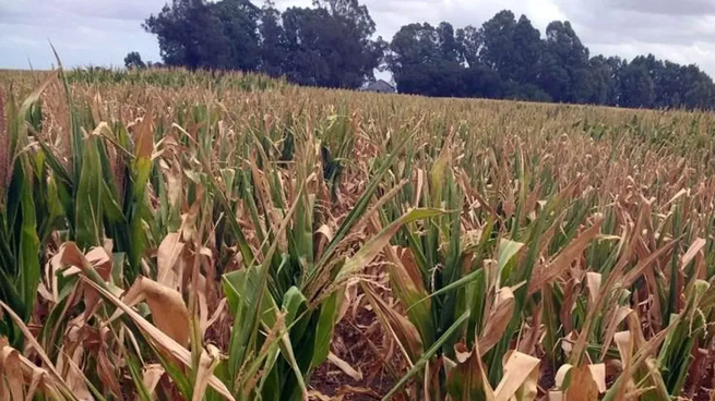 La CC propone incrementar a $130.000 millones el fondo para emergencias agropecuarias.