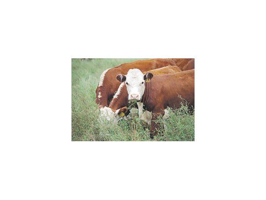 De marzo de 2011 al mismo mes de 2014 se recuperaron sólo el 38% del rodeo total y el 60% del rodeo de vacas que se perdieron entre 2008 y 2011.