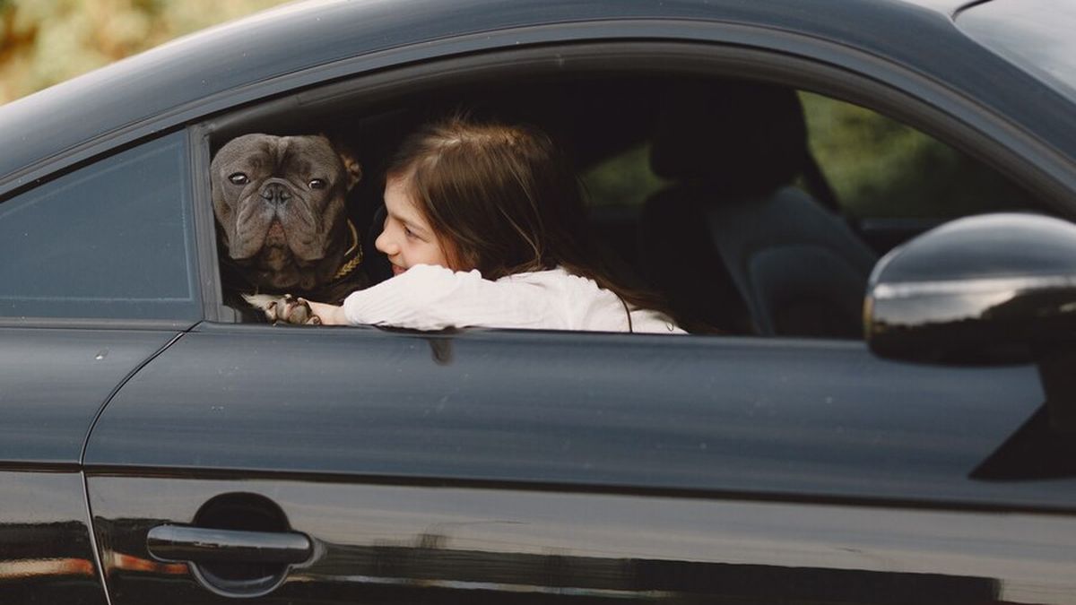 Winter holidays: everything you need to know if you travel with your pets