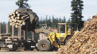 incentivo. Desde septiembre, el sector maderero dejó de pagar retenciones a las exportaciones que ascendían a un 4,54%