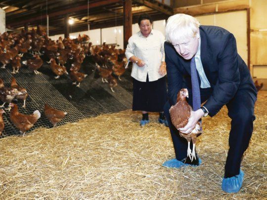 gallinas. Boris Johnson visitó ayer una granja avícola en Inglaterra. Sus críticos ironizaron luego debido a su negativa a dar entrevistas a los medios.