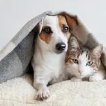 Lo que se debe hacer ante un ataque de epilepsia en las mascotas. Lo que se debe hacer ante un ataque de epilepsia en las mascotas.