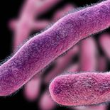 Preocupación por las bacteria Shigella. Preocupación por las bacteria Shigella.