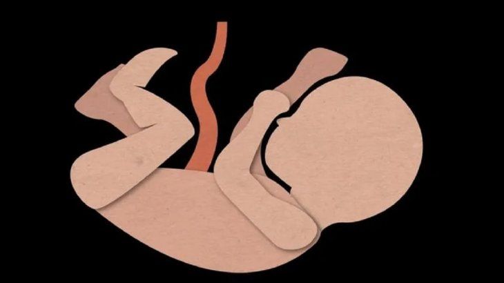 bebes-gestacionjpg