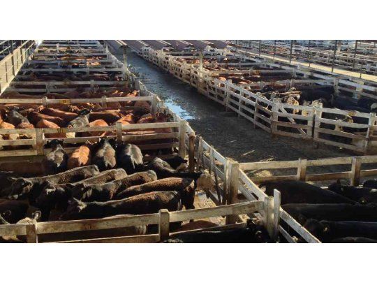 Deja mañana de funcionar el Mercado de Hacienda en Mataderos y se muda a Cañuelas.