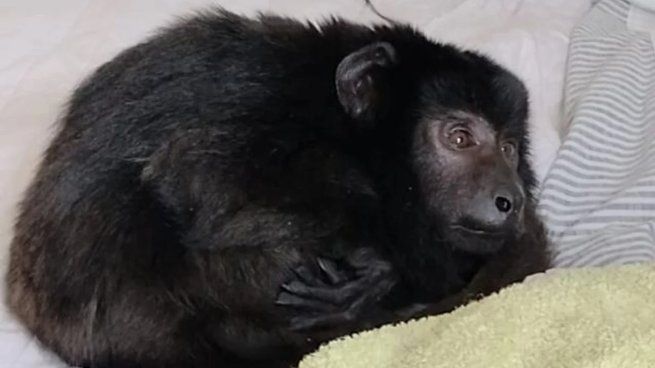 El mono Coco perdió la vida hace pocas horas