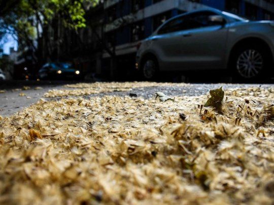 Como cada inicio de la primavera, los árboles de plátano en la Ciudad comienzan a desprender sus pelusas.