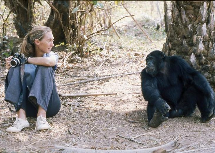 Jane Goodall, a pioneer in the study of chimpanzees in the wild. Jane Goodall, a pioneer in the study of chimpanzees in the wild.