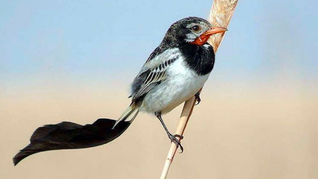 argentina es uno de los paises mas elegidos para el avistaje de aves