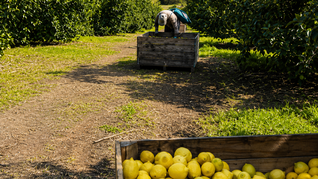 Tucumán concentra gran parte de la producción limonera argentina y el complejo citrícola continúa como uno de los principales motores exportadores de la provincia Tucumán concentra gran parte de la producción limonera argentina y el complejo citrícola continúa como uno de los principales motores exportadores de la provincia