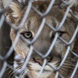 La iniciativa forma parte del programa de bienestar animal&nbsp;