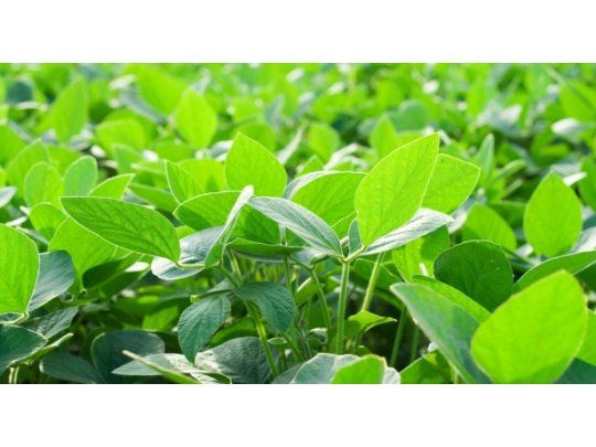 La soja cayó un 1% a u$s 406,49