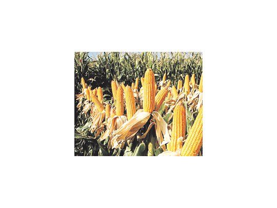 El cultivo de maíz transgénico no está permitido en Paraguay, pero un relevamiento del Gobierno estimó que el 20% de las plantas analizadas estáalterado.