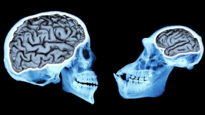 Una investigación reveló información importante sobre el tamaño de nuestro cerebro.