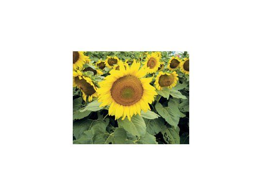 El 80,1% del área cosechable de girasol, 2 millones de hectáreas, fue recolectado la semana pasada con un rendimiento promedio nacional de 15,1 quintales por hectárea.