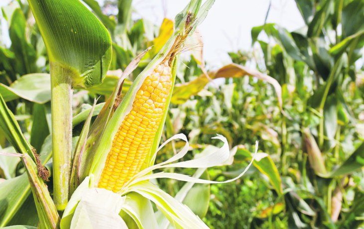 ámbito.com | tapa agronegocios.jpg