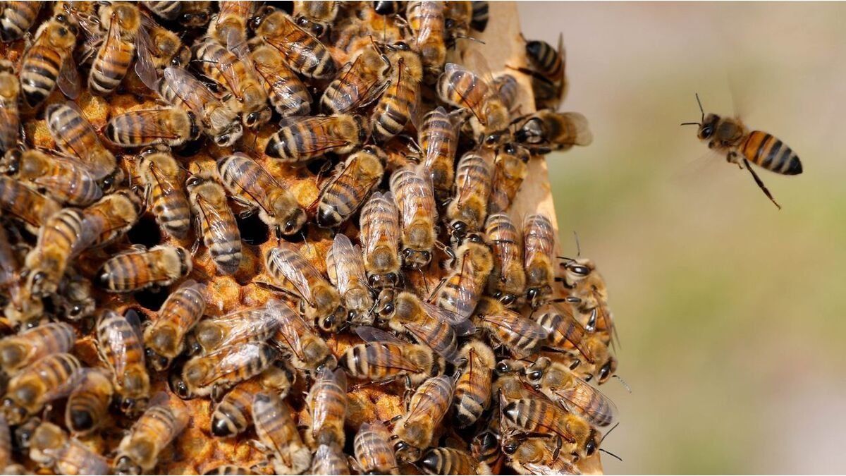 A group of tourists was attacked by killer bees