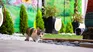 Choose the right daycare for your pets with these tips. Choose the right daycare for your pets with these tips.