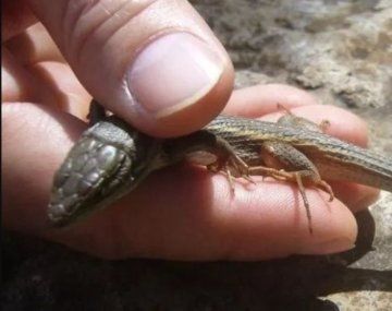 Se tragó un lagarto por una apuesta y falleció tras 10 días de agonía