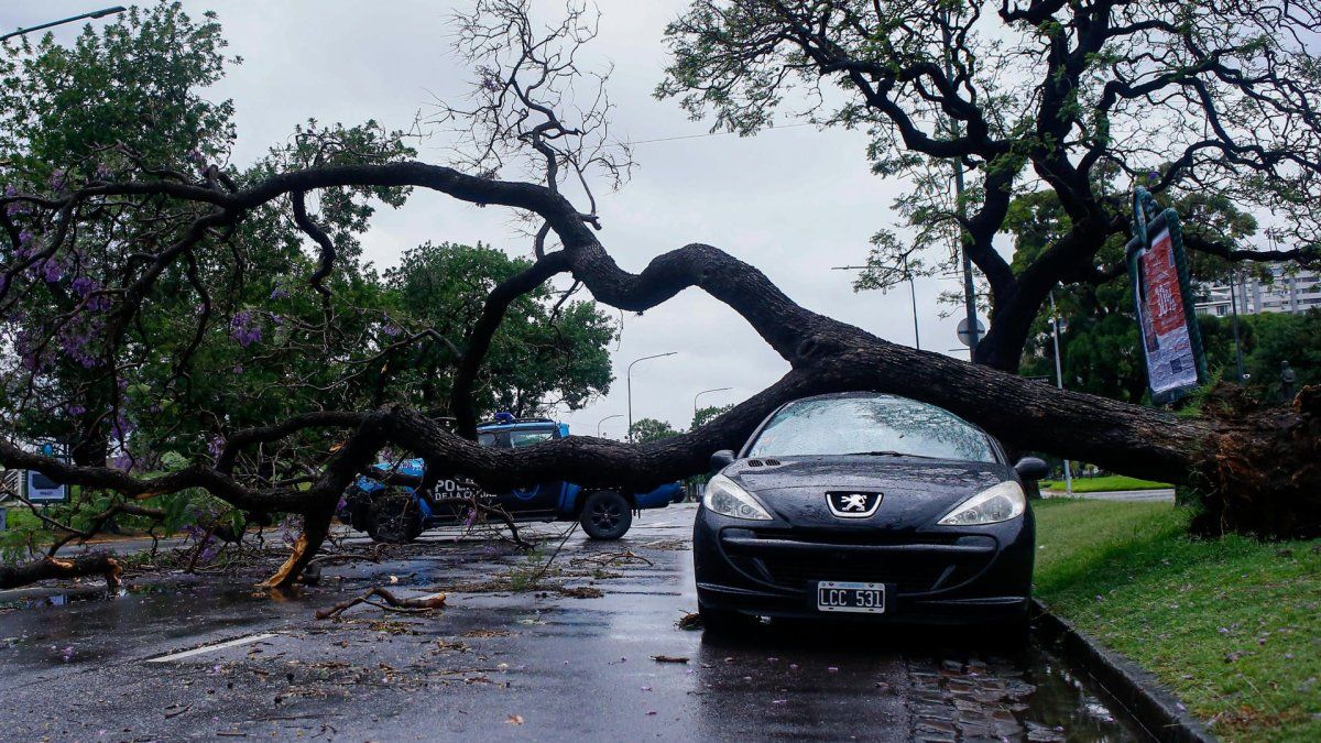 What about insurance if a tree fell on the car