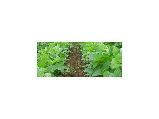 Volvieron a subir los granos: soja 2,3%