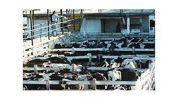 Cotización en el mercado de hacienda de Liniers