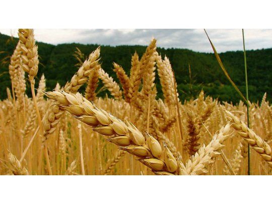 El trigo saltó 2,4% a u$s 166,73, e impulsó a la suba al mercado de Chicago
