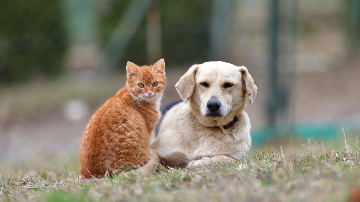 Are you a dog or a cat?  This says science about you