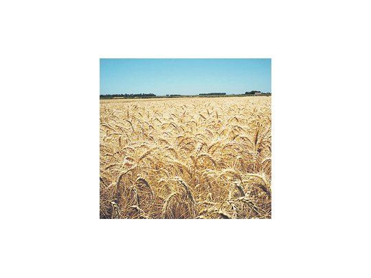 El cultivo de trigo presenta excelentes rindes en la zona núcleo. Los picos de rendimiento en Marcos Juárez son cercanos a los 70 quintales por hectárea.