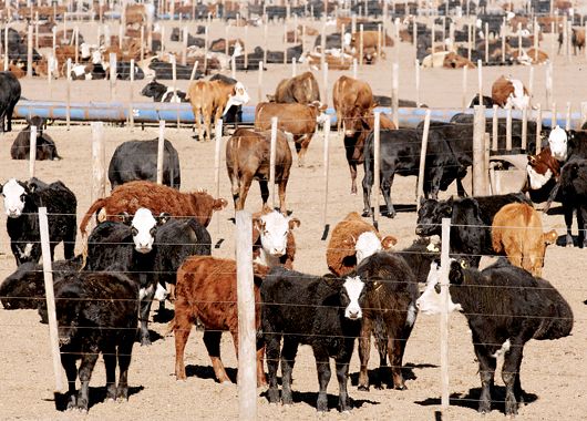 Los crecientes precios de la hacienda aseguran el fortalecimiento a mediano plazo de un rodeo que mermó en los últimos años debido a condiciones climáticas adversas y a políticas oficiales erradas.