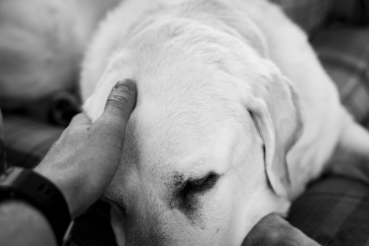 These operations are invasive and harmful to pets.             
