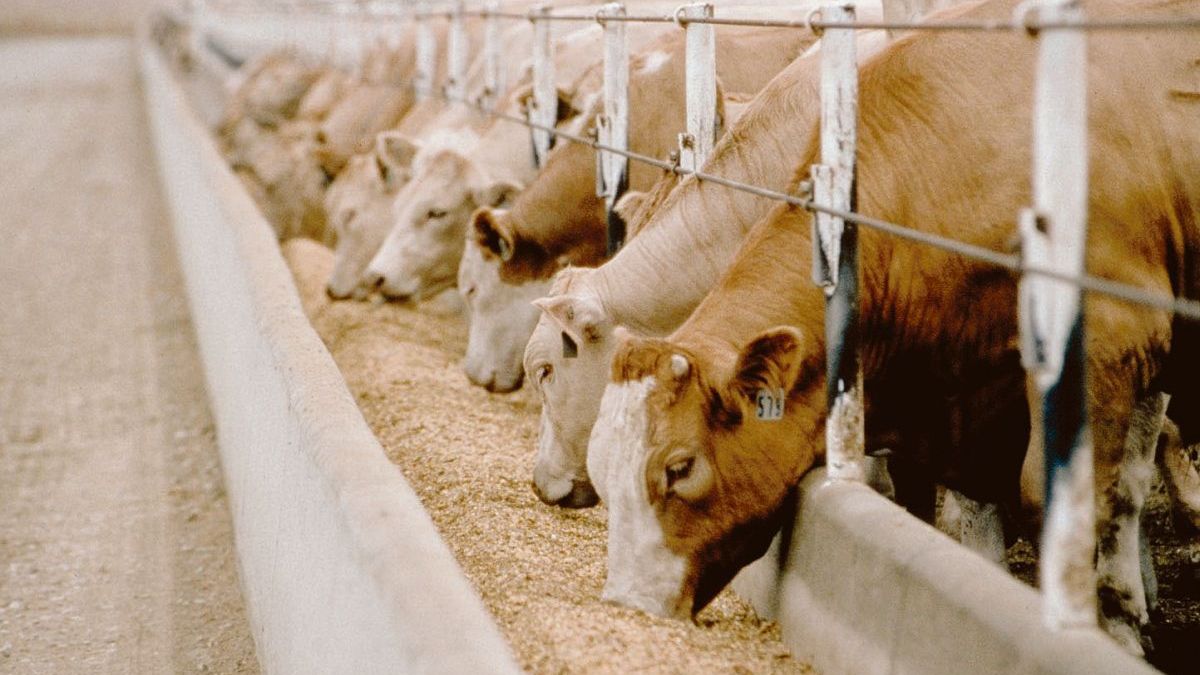The drought already affects 50% of the national bovine stock (30 million animals)