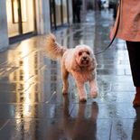 La lluvia no es impedimento para pasear a tu mascota, siempre y cuando tengas en cuenta los cuidados posteriores. La lluvia no es impedimento para pasear a tu mascota, siempre y cuando tengas en cuenta los cuidados posteriores.