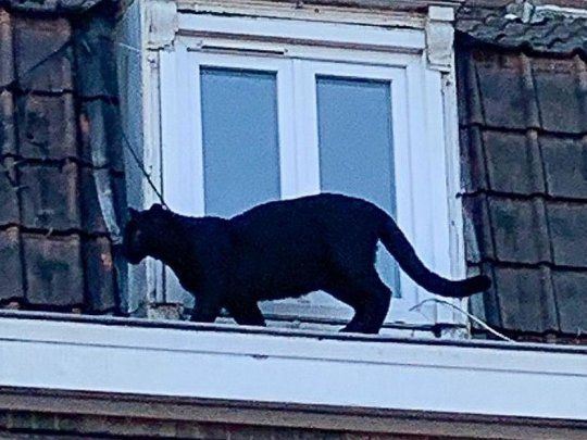 Al animal se lo había visto pasear días atrás por los techos de un edificio.&nbsp;