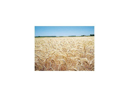 Sin señales de precipitaciones en los próximos siete día el área agrícola destinada al trigo, volvería a caer.