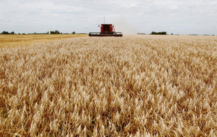 Las expectativas de lluvias están puestas en la próxima semana, para mitigar la baja de los rindes del trigo