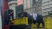 Se manifestaron en el Obelisco y les secuestraron la estatua de un toro