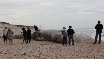 David Halfon, de la Autoridad de Parques y Naturaleza, afirmó que el animal era un macho de ballena de aleta, que puede crecer hasta más de 20 metros (unos 66 pies) de largo. Se trata del segundo animal más grande el mundo luego de la ballena azul.