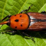 La emergencia fitosanitaria alcanza exclusivamente a la isla Martín García, jurisdicción del partido de La Plata. La emergencia fitosanitaria alcanza exclusivamente a la isla Martín García, jurisdicción del partido de La Plata.