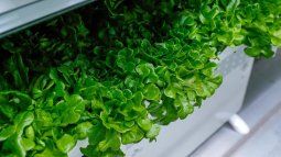 La lechuga tuvo un aumento de precio debido a las condiciones climáticas.&nbsp;