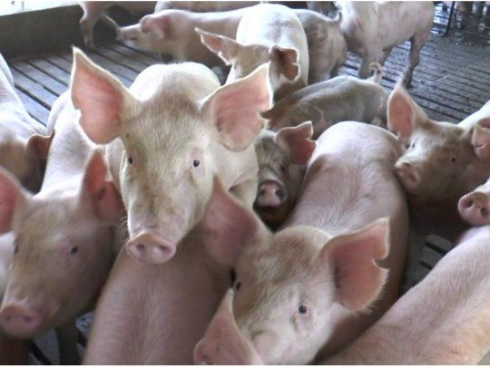El acuerdo con China para la producción porcina se firmaría en septiembre.