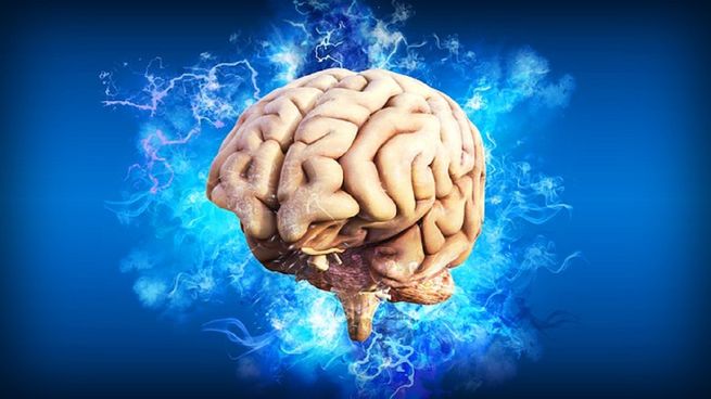 Cerebro y sus horarios. 
