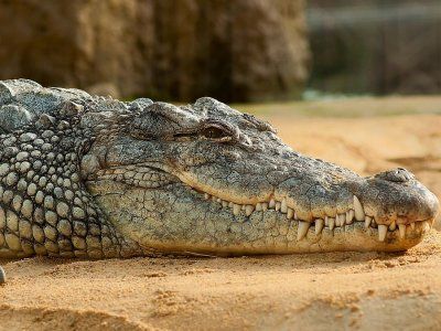 Una aldea secuestró un cocodrilo protegido por ley y pidió rescate para  liberarlo