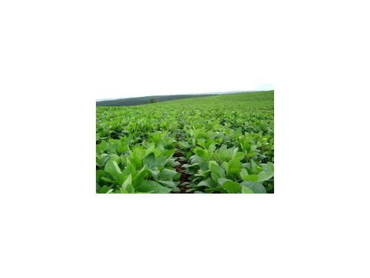 La soja bajó 0,4% en Chicago