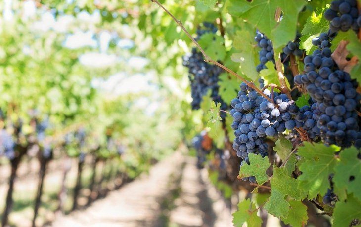 Entre las categorías de estilos de vino populares que forman parte del reporte, está la del Malbec argentino, considerada como la mejor uva tinta de la Argentina.