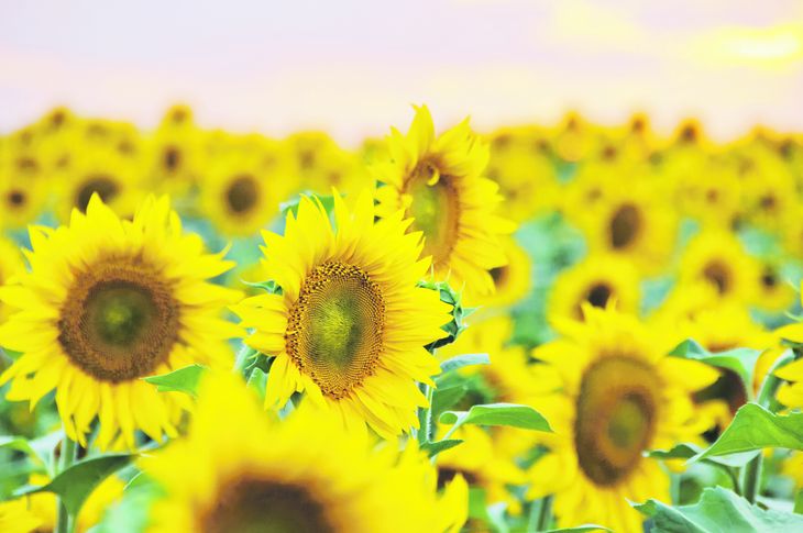  El pasado 30 de junio se cerró definitivamente la rebaja temporal de retenciones sobre la soja, el maíz, el sorgo y el girasol.