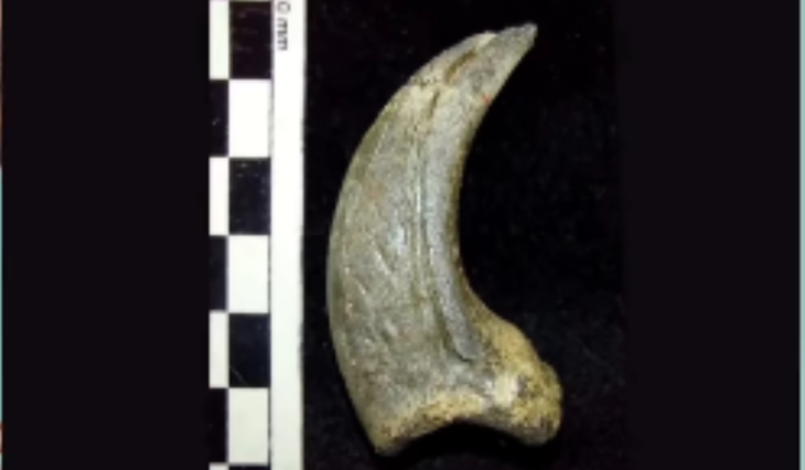 The paleontologist determined that the piece analyzed was the first distal phalanx of the foot of a terror bird. The paleontologist determined that the piece analyzed was the first distal phalanx of the foot of a terror bird.