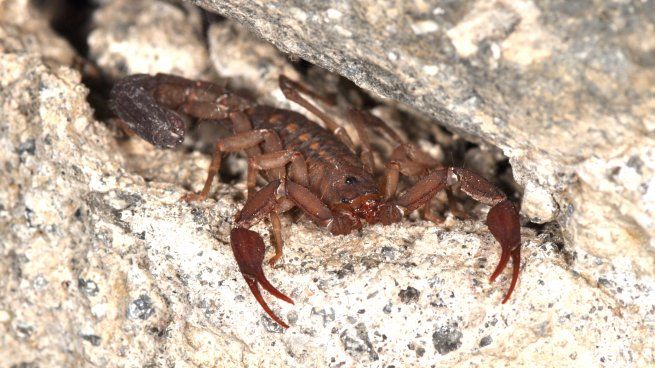 escorpion