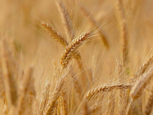 Bioceres Crop Solutions (BIOX) es responsable del desarrollo de la tecnología HB4.&nbsp;