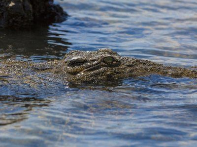 Cuáles son los animales más peligrosos en el mundo?